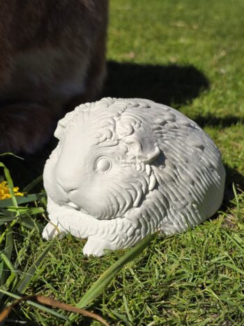 Meerschweinchen