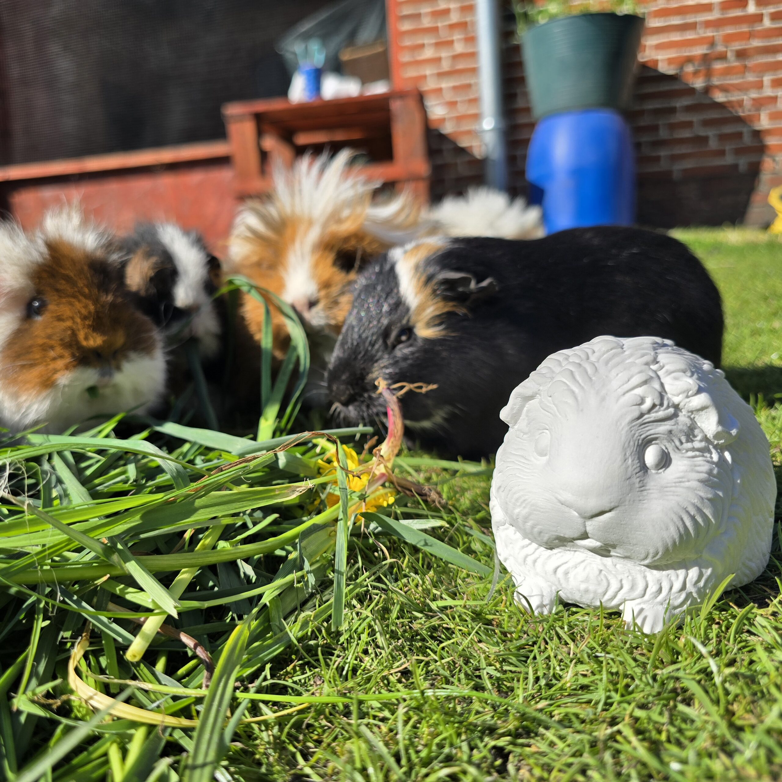 Meerschweinchen - 100 % made by Selberdings – Bild 3