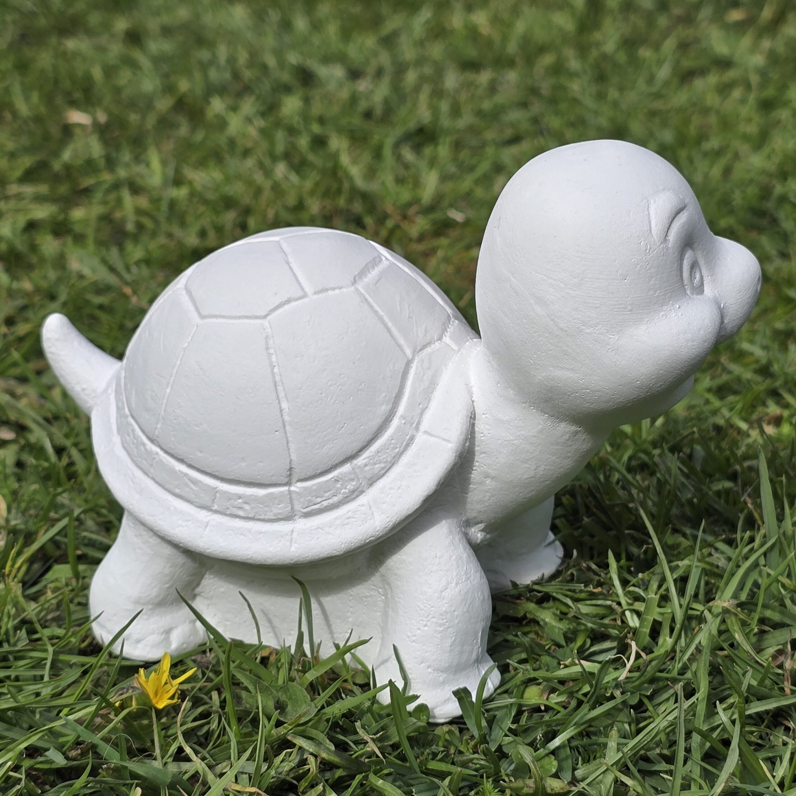 Schildkröte – Bild 4